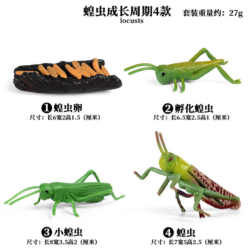 2429 Ciclo de crecimiento de la langosta 4 sets