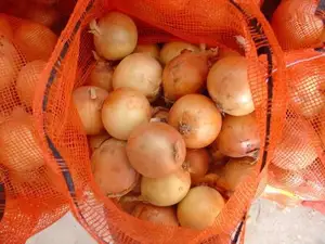 Sinofarm-Semillas de cebolla roja y amarilla, 2023