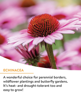 Mélange de fleurs sauvages Burpee 18 variétés non-OGM, 25 000 graines en vrac pour jardin, fleurs d'intérieur pour pot de fleurs ou kit de terrarium - Product Image 3