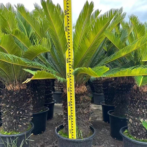 Venta al por mayor de fábrica: Bonsái de palma sago, árboles de vivero naturales vivos, palmeras Cycas auténticas para decoración de interiores y exteriores, hogar, oficina y jardín. - Product Image 3