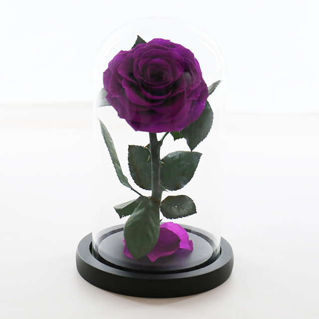 Purple single preserved rose