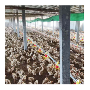 Alimentatori di pollo e bevitori per allevamenti di pollame - Product Image 2