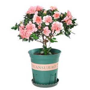 Azalea en Maceta, Bonsái con Tronco Maduro, Plántulas Robustas, Capullos de Flor, Flores para Interiores/Exteriores, Cuatro Estaciones, Fácil Cuidado, <span class=keywords><strong>Resistente</strong></span> al Frío, Origen China - Product Image 5