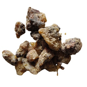 Goma de resina <span class=keywords><strong>Picea</strong></span> Asperata seca cruda natural <span class=keywords><strong>Picea</strong></span> Asperata a la venta - Product Image 1