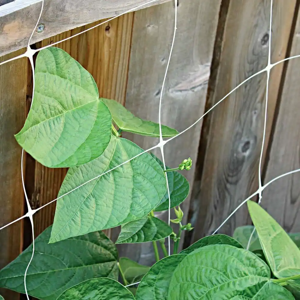 Rete a rete di supporto per piante a traliccio in plastica senza nodi con cetriolo trattato UV