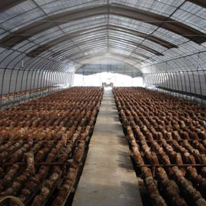 African Mushroom <b>Greenhouse</b> Commercial Mushroom Growing <b>Greenhouse</b> 10x30m | Humidity Control + Ventilation System - Product Image 6