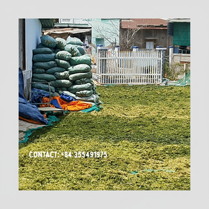 ผักกาดหอมทะเลแห้งทั้งหมด/สารอาหารสูง ulva Lactuca จากเวียดนาม/มิสเจสซี่ - Product Image 1