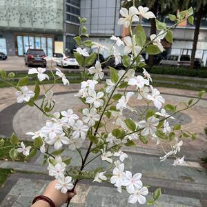 Nuovi <span class=keywords><strong>Fiori</strong></span> Artificiali Qilixiang in Seta <span class=keywords><strong>Viola</strong></span> e Blu, Lunga Durata 3-5 Anni, Decorazione per <span class=keywords><strong>Giardino</strong></span>, Matrimoni e Eventi, Vendita all'Ingrosso - Product Image 4