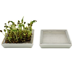 Plato de Cerámica para Germinar, Cuadrado, para Brotes de Frijol Verde y Amarillo, Ecológico y Apto para Familias - Product Image 5