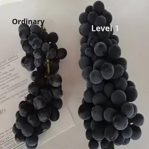 Plateau du Yunnan été <span class=keywords><strong>raisin</strong></span> <span class=keywords><strong>noir</strong></span> haut <span class=keywords><strong>de</strong></span> gamme fruits frais bouquet entier goût doux conservation <span class=keywords><strong>de</strong></span> l'eau emballage en vrac - Product Image 2