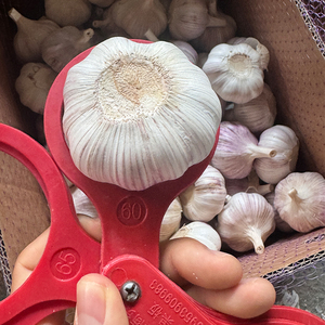 Wholesale Fresh Garlic With Standard Garlic <strong>Specification</strong>/ Fresh Red Garlic <strong>Normal</strong> White Garlic <strong>Supplier</strong> - Product Image 4