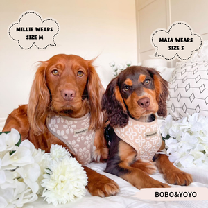 Novo Conjunto de Coleira e Guia para Animais de Estimação Personalizado com Design de Impressão de Luxo Ajustável Sem Puxar Jacquard - Product Image 5