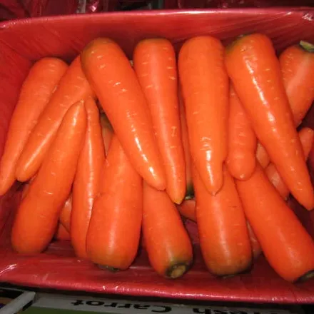 Fornitore cinese fresco nuova stagione verdure così grande carota all'ingrosso prezzo fresco in cina fresco carota semi rossi freschi per Canada USA