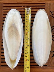 Venta al por mayor de hueso de sepia seco blanco recortado y blanqueado producto alimenticio seco - Product Image 4