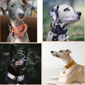 <span class=keywords><strong>Collares</strong></span> con logotipo personalizado perros Collar de entrenamiento resistente ajustable nylon 2 pulgadas de ancho collar de perro martingala grande para galgo - Product Image 6