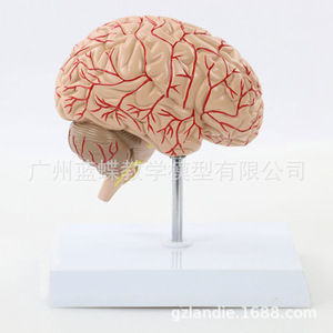 Modèle d'artère cérébrale humaine, modèle d'anatomie du cerveau, modèle de cerveau, anatomie de l'hémisphère cérébral, grandeur nature, avec étiquettes. - Product Image 3