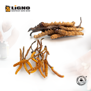 Fabricante de Malasia, Ophiocordyceps sinensis LiGNO OCS02, Polvo de Materia Prima, Apto para Productos de Salud para Mascotas, Activo - Product Image 1