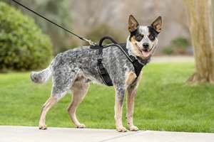 Harnais pour chien rembourré réfléchissant noir moyen Easy Sport réglable avec poignée pour animaux de compagnie - Product Image 2