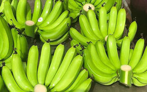 BANANAS CAVENDISH VERDE FRESCO CON EL MEJOR PRECIO de Vietnam - Product Image 2