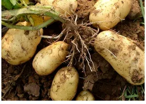 China Export Potato Medium Size New Crop Large Potato Small Potato Price