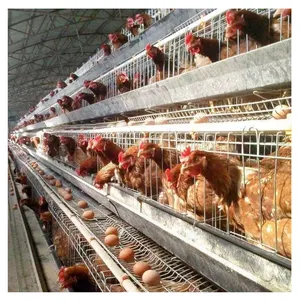 Çin fabrika kaynağı katmanlı pil kafesleri döşeme tavuklar çiftlik tavuk tabakası demir kafesleri - Product Image 1