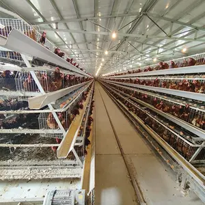 Cage automatique de suspension d'œufs, pour élevage de volaille, plantes de poulet