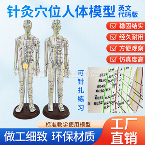 Modelo de figura humana de 52 cm con diagrama de puntos de acupuntura, versión transfronteriza, código en inglés, para práctica de acupuntura. - Product Image 3