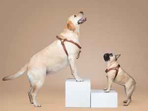 Arnés de Piel para Perros Pequeños y Grandes, Regalo para Mascotas - Product Image 5