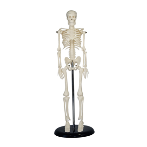 Mini Human Medical Skeleton Model 42CM Anatomy Teaching Science <b>Educational</b> Display with Stand - Product Image 2
