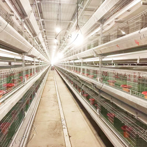 Système de cages à poulets de chair entièrement automatique : alimentation automatique, nettoyage du fumier, contrô<span class=keywords><strong>le</strong></span> de l'environnement, augmentation de l'efficacité, réduction des coûts - Product Image 6