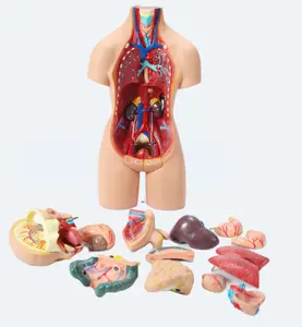 医療解剖学モデル55cm人体筋肉と内部臓器モデル筋肉解剖学モデル