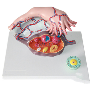 Sciedu Menselijk Lichaam Anatomisch Model Vrouwelijk Voortplantingssysteem Anatomisch Model Eierstok Anatomie Model