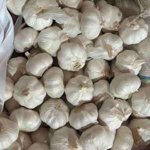 Bawang putih pemasok Cina 5.0 4.5 5.5cm UKURAN 20kg tas paket sayuran Ajo dengan kualitas terbaik - Product Image 2