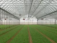 Serre agricole multi-travées en PE monocouche de grande taille à prix abordable pour la culture de légumes