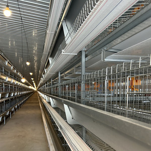 Offre Spéciale <span class=keywords><strong>poulailler</strong></span> en acier de type H ferme avicole utilisée condition pour les <span class=keywords><strong>poules</strong></span> pondeuses en batterie de couche avec système de collecte automatique - Product Image 5