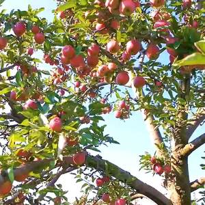 Outil de jardinage manuel pour la cueillette des fruits à longue portée, best-seller, pour l'entretien des plantes, outil de cueillette de fruits de haute qualité - Product Image 6