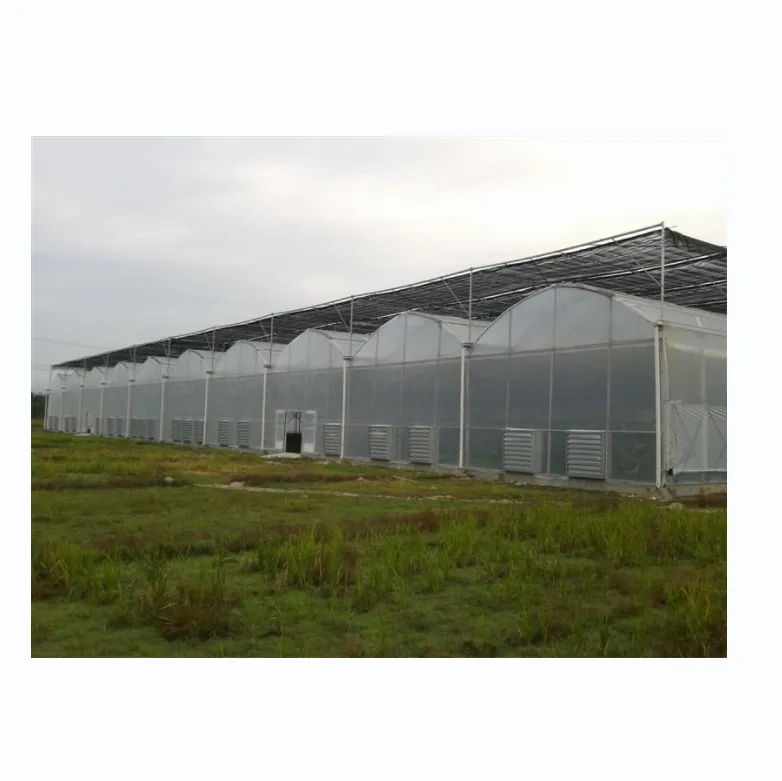 UV Film kaplı iklim kontrollü sera tarım tarım ile otomatik çok açıklıklı sera