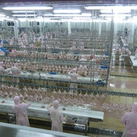 Machine à épiler les plumes de poulet d'abattoir halal, éplucheuse à volaille, éplucheuse à poulet, canard, oie, ligne d'abattage complète