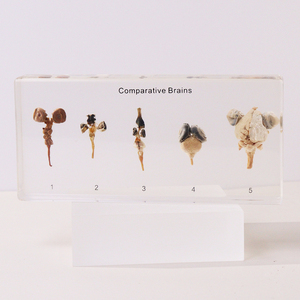 Véritable spécimen de résine animale taxidermie cerveaux comparatifs jouets éducatifs pour le lycée - Product Image 5