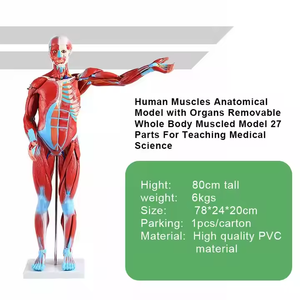 Высококачественная анатомическая модель мышц человека из ПВХ, 85 см, для обучения медсестер, образец человеческого скелета для медицинских исследований - Product Image 5