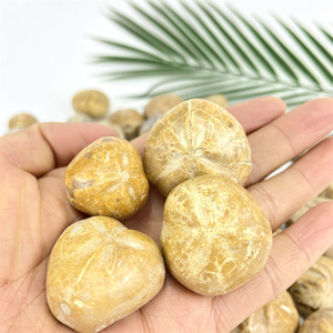 Bán Sỉ Đá Chữa Bệnh Hóa Thạch Tự Nhiên Hóa Thạch Nhím Biển Để Thiền Định - Product Image 4
