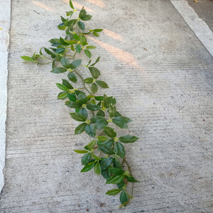 1.2m plante artificielle feuille de citron vigne maison jardin feuille verte décoration artificielle faux <span class=keywords><strong>lierre</strong></span> - Product Image 6