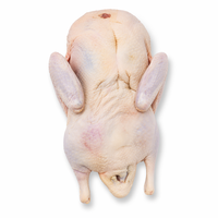 Canard entier halal surgelé, entièrement éviscéré, sans entrailles, surgelé IQF, surgelé par éclatement, vente en gros, fournisseur d'exportation de volailles