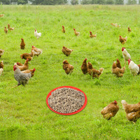 Mangeoire à poulet avec fond antidérapant, mangeoire pour volailles, poulets, canards, oies, diamètre 30-80 cm, bac à nourriture spécifique pour poussins en PP