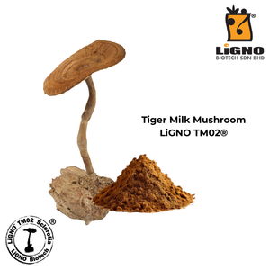 สารสกัดผงสกเลอโรติอุมจากเห็ดนมเสือ LiGNO TM02 สำหรับเครื่องดื่มเพื่อสุขภาพระบบทางเดินหายใจ - Product Image 2