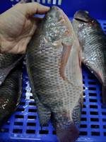 Iqf Snelle China Tilapia Producenten Diepvriesvoer Vis Tilapia Bevroren Tilapia Vis Prijs