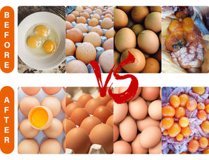 <span class=keywords><strong>Acheter</strong></span> Prémélange d'additifs alimentaires pour volailles de croissance, enrichi en vitamines pour <span class=keywords><strong>poules</strong></span> <span class=keywords><strong>pondeuses</strong></span>, pour l'augmentation de la production d'œufs et la santé <span class=keywords><strong>des</strong></span> poussins - Product Image 4