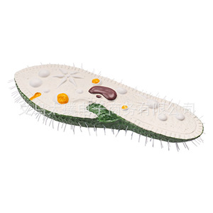 Modèle Paramecium : Un modèle de recherche et de démonstration pour l'enseignement de la biologie en classe au collège et au lycée. - Product Image 3