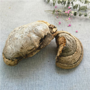 Hongo Natural Seco al por Mayor, Pyropolyporus Fomentarius, Fomes Fomentarius - Product Image 2