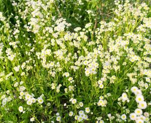 Độ tinh khiết cao chiết xuất Hoa cúc <span class=keywords><strong>Apigenin</strong></span> bột 98% - Product Image 5